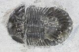 Bargain, Scabriscutellum Trilobite - Morocco #341290-1